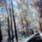 Winter woods 2022