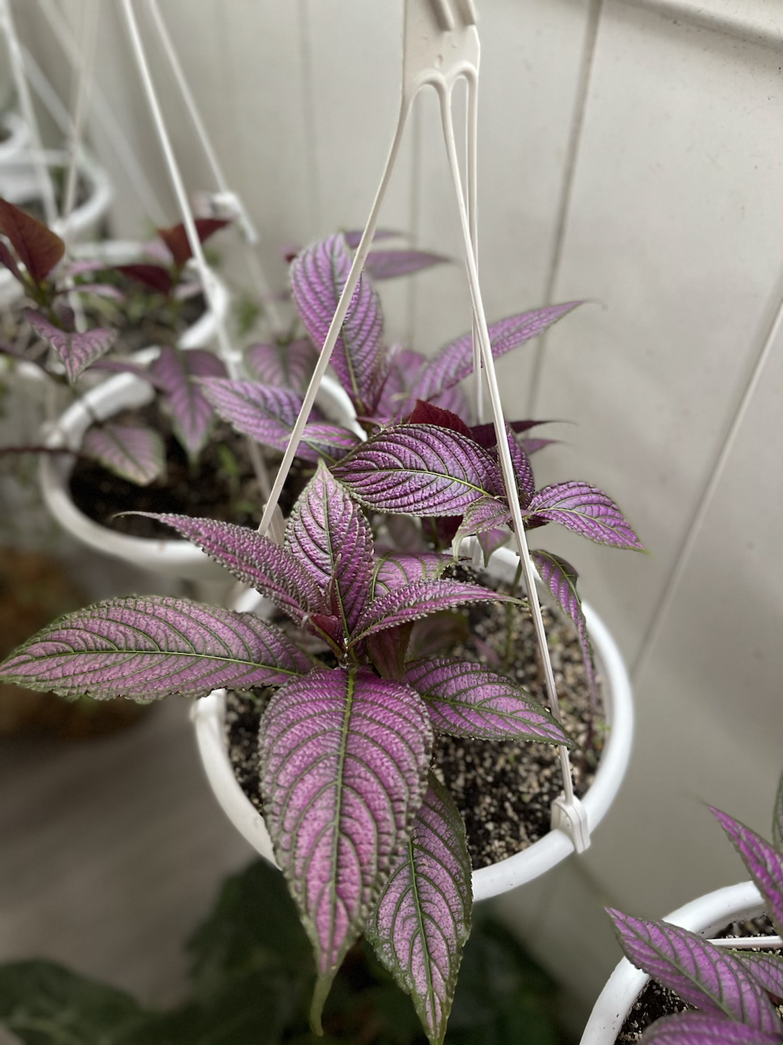 Maceta Colgante Elba 22