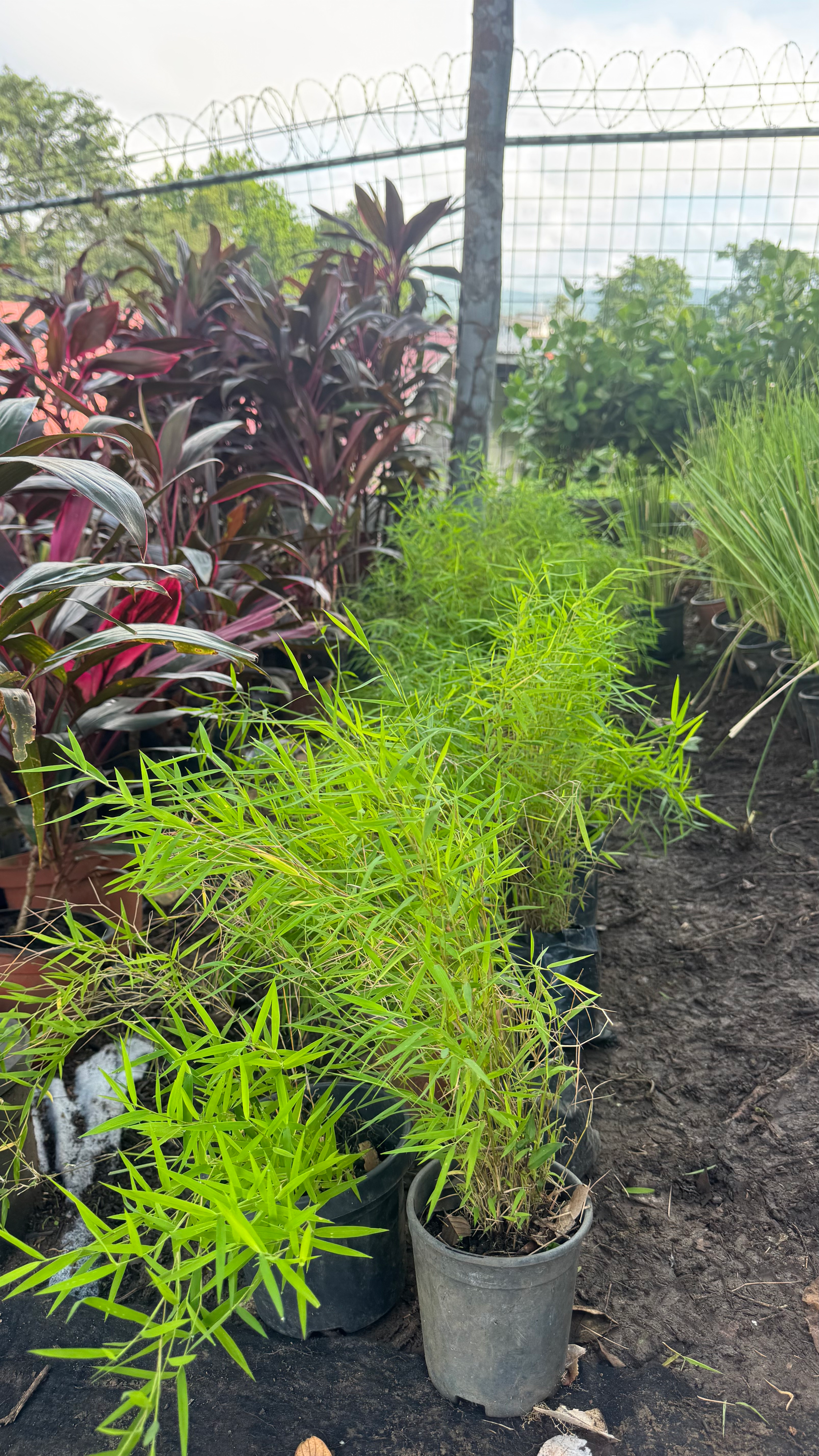 Bambú enano / Pogonatherum paniceum