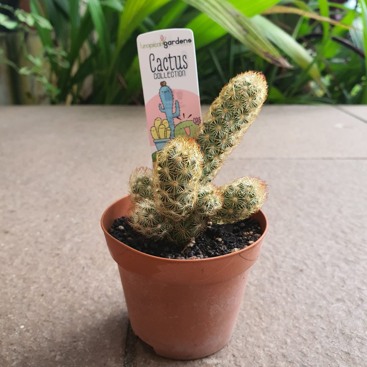 Mini Cactus Mammillaria elongata