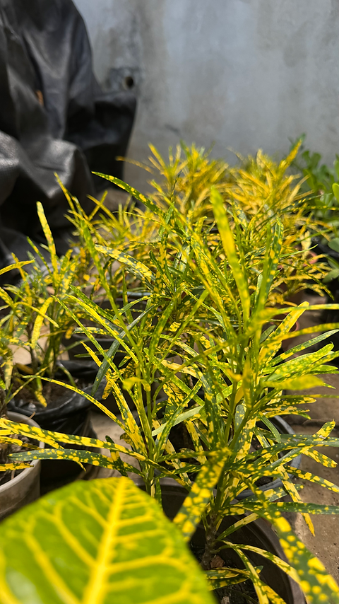 Croto Amarillo Chico | Tropical Gardens Pma