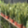 Thumbnail: Sansevieria 