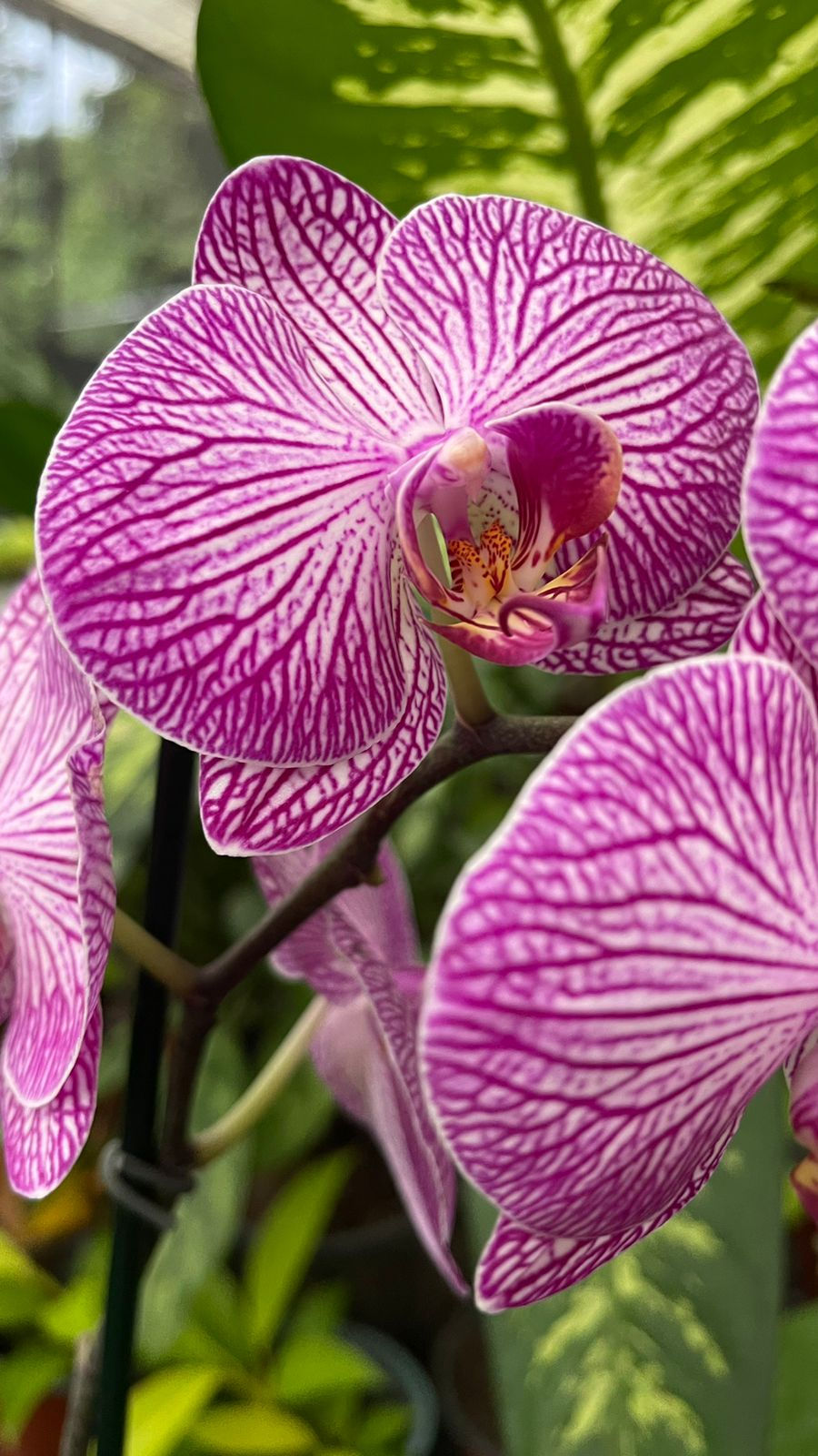 Miniatura: Orquídea Phalaenopsis 1 tallo