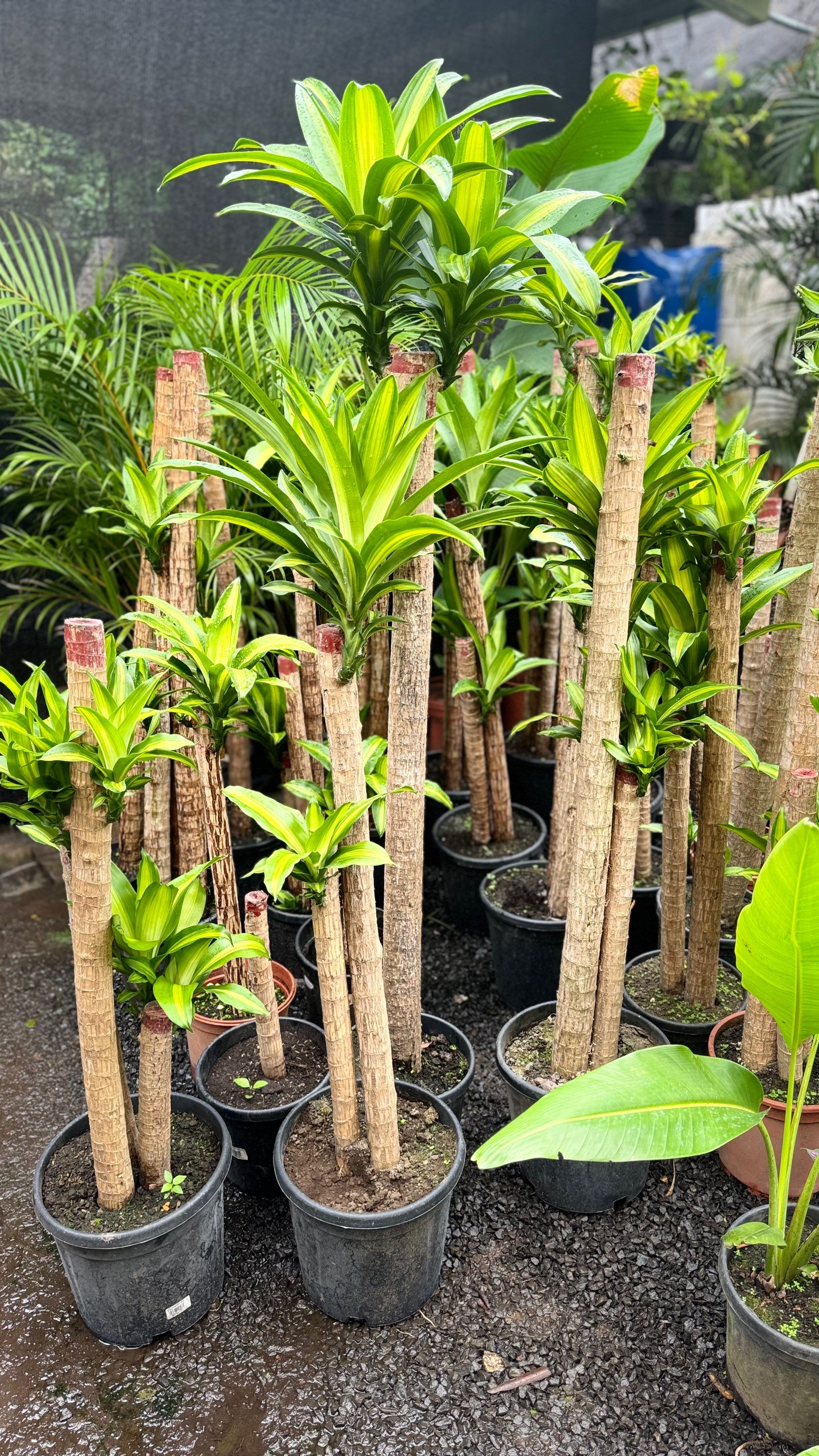 Tronco de Brasil de 1.2 - 1.4mt