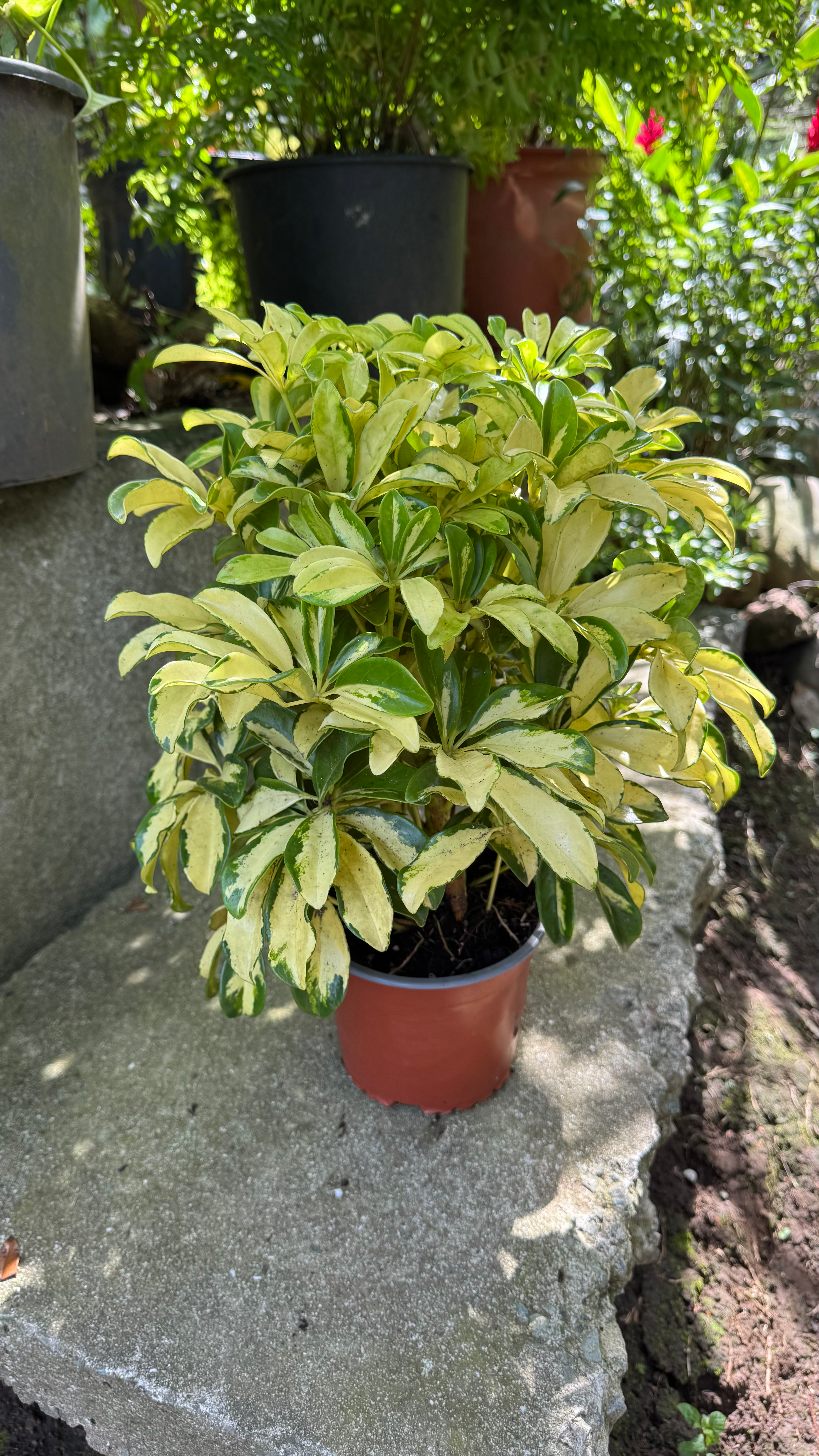Schefflera 