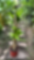 Thumbnail: Tronco de Brasil de 1.2 - 1.4mt