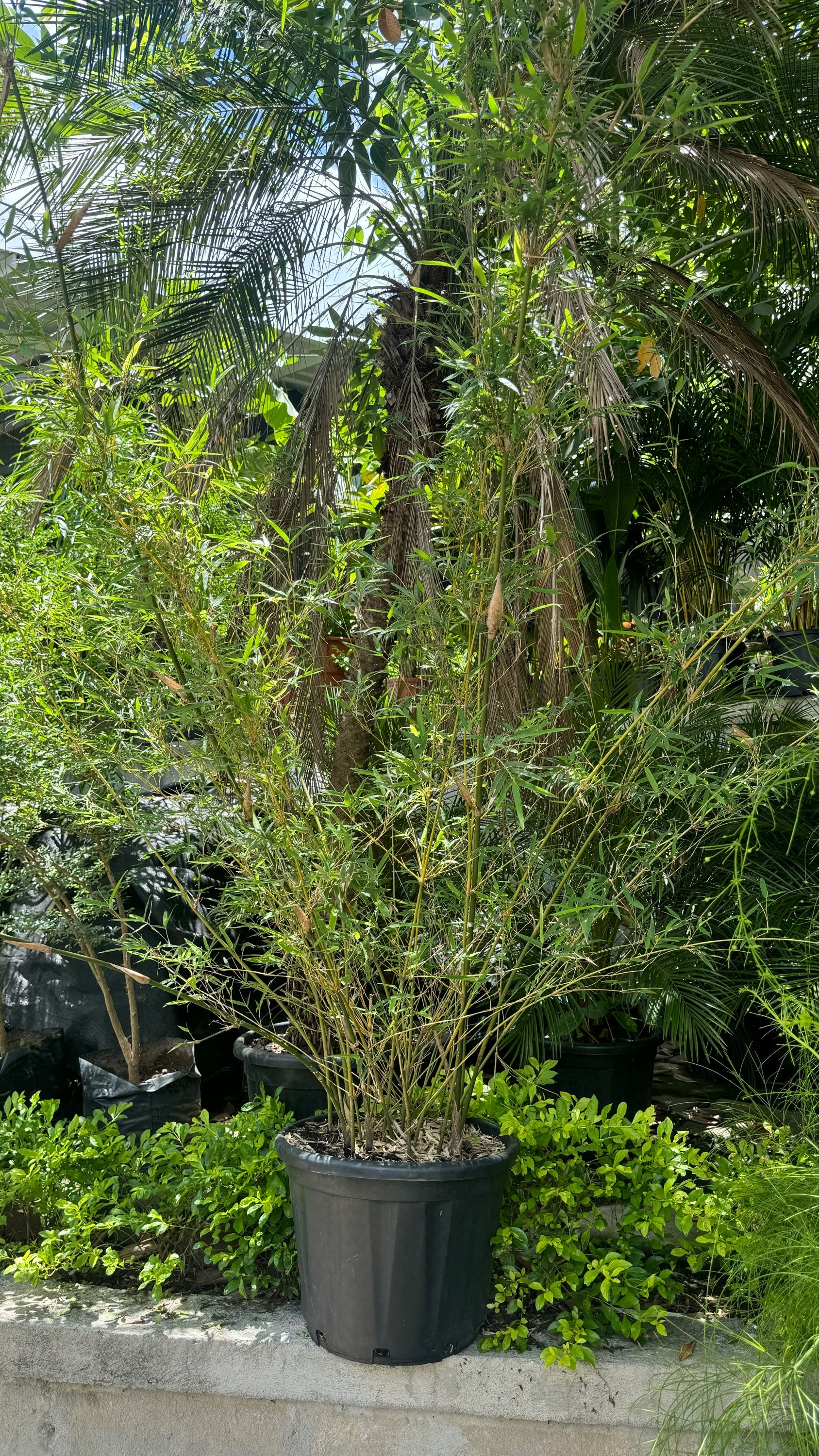 Bambú de 2.5mt de altura 