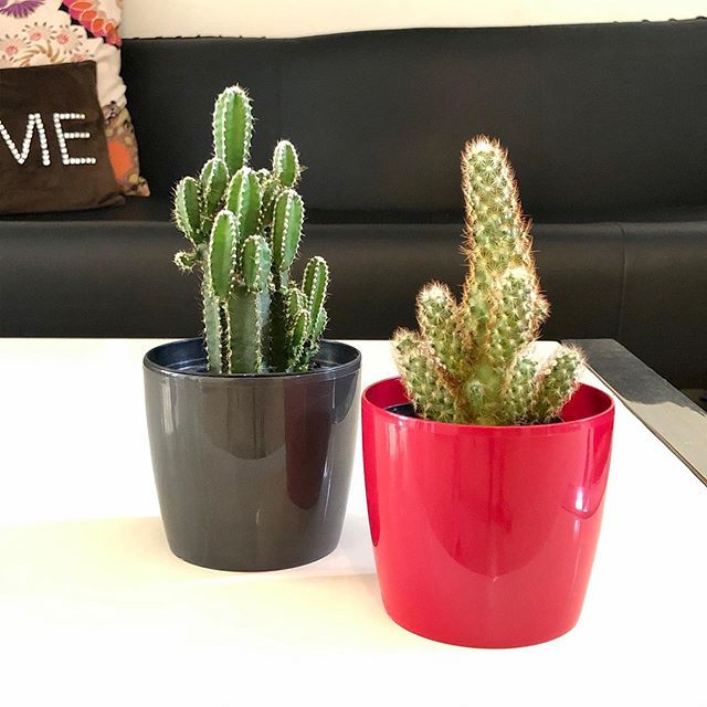 Maceta Round Living 10 cm