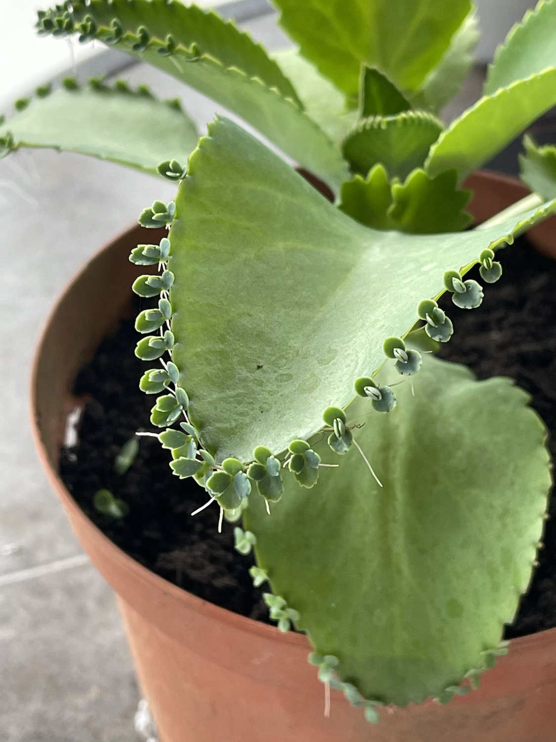 Kalanchoe en pote plástico de 20cm