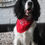 Thumbnail: Dray Bar and Grill Bandana