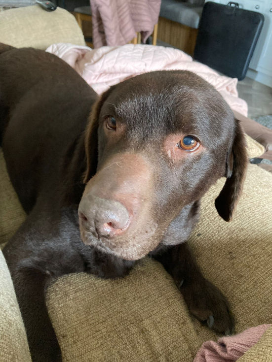 Dogapy Rehabilitation customer