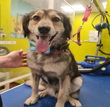 Henry - A Complementary Therapy Case Study