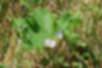 A female Large White attracts the attention of a male (Photo: R. Newby)