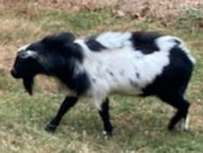 Nigerian Dwarf Goat registered male