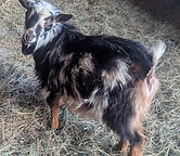 Nigerian Dwarf Goat registerd male