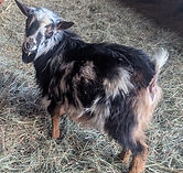 Nigerian Dwarf Goat registerd male