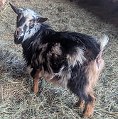 Nigerian Dwarf Goat registerd male