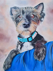 Mixed breed pet portrait in soft pastel Ireland