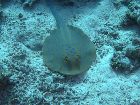 Prima immersione in Mar Rosso