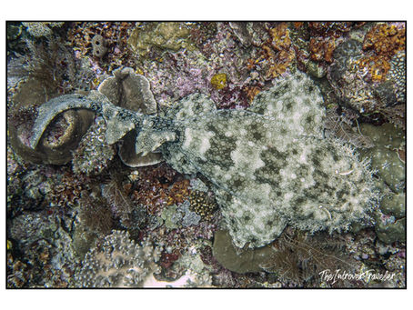 Diving a Raja Ampat: tutto ciò che dovete sapere