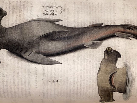 Immersioni a Daedalus reef o Ode allo squalo martello