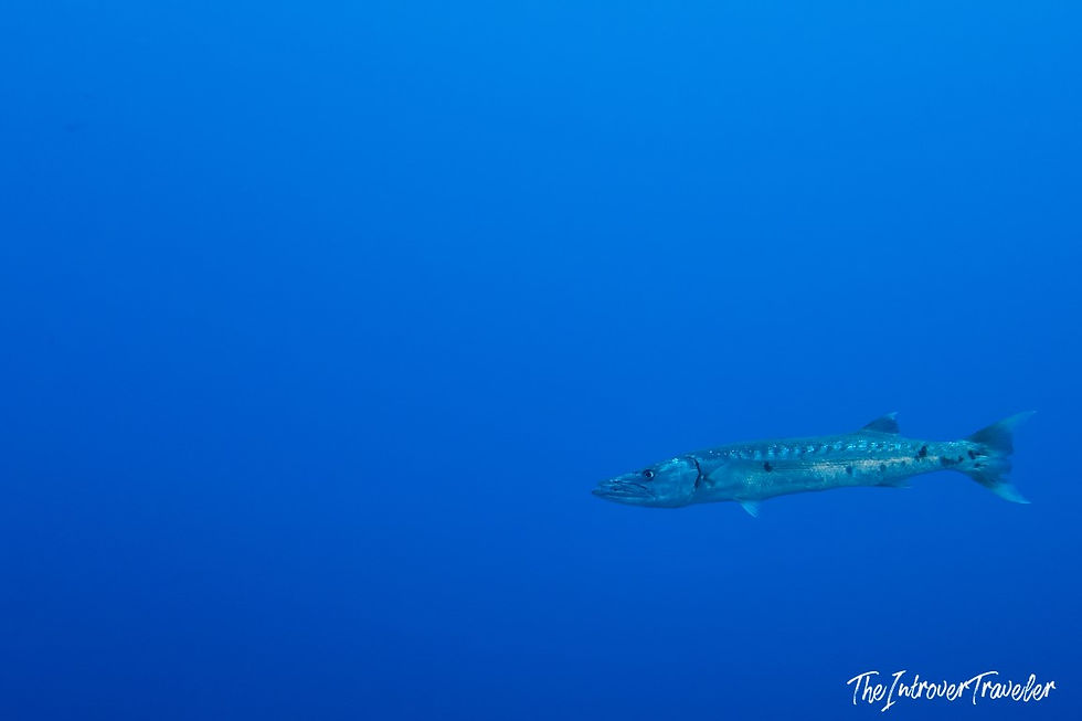 A great barracuda in Big Brother island, Red Sea