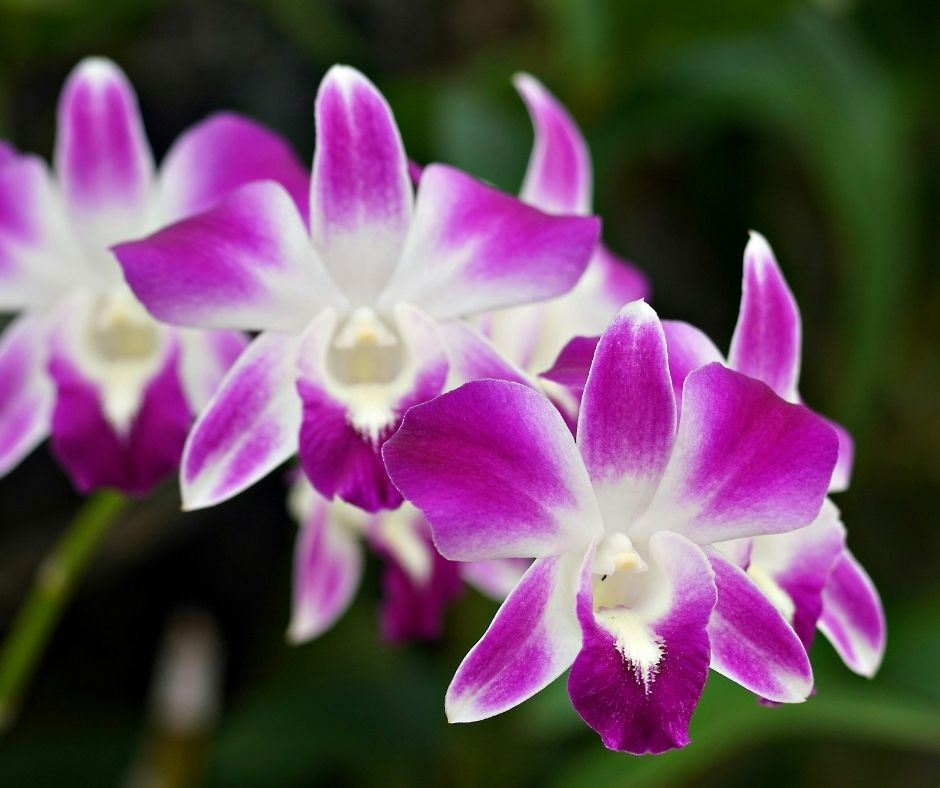 Happy Hour at the Gardens Hotel