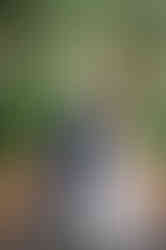 bride and groom share kiss while walking on path at chapel creek