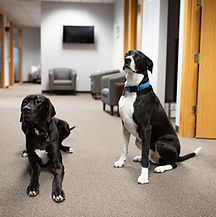 Dogs22.jpg