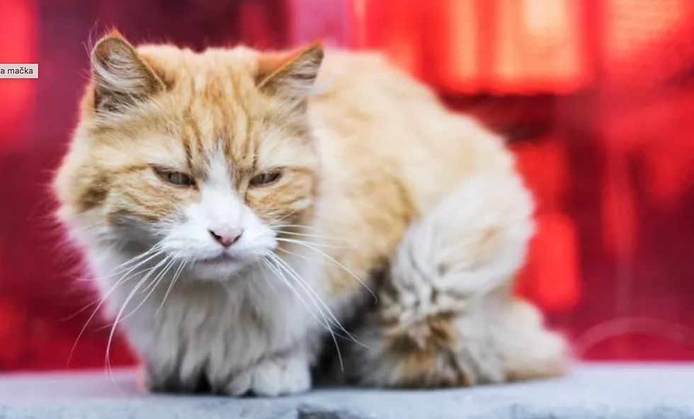 FIV – VÍRUSOVÁ IMUNODEFICIENCIA