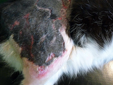 Popálený kocúrik Fluffy