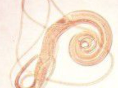 EKTOPARAZITY MAČIEK