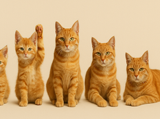 V ktorej vývojovej fáze, životnej etape je vaša mačka?