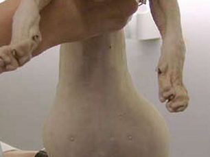 FIP – INFEKČNÁ PERITONITÍDA MAČIEK