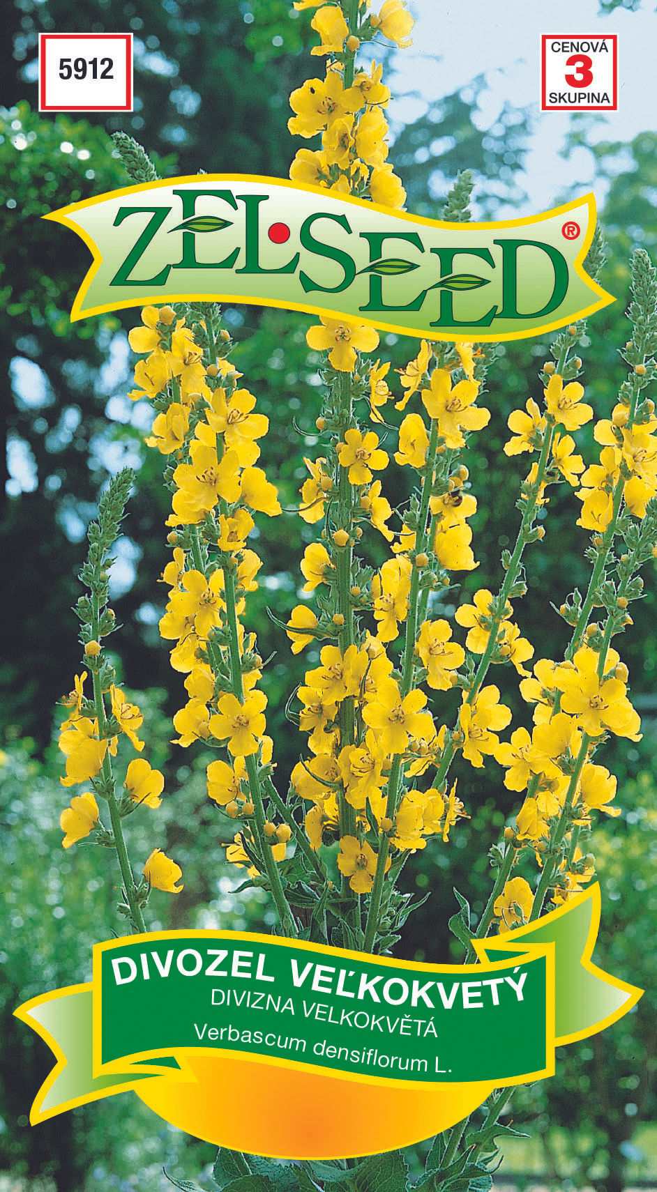 5912 DIVOZEL VEĽKOKVETÝ