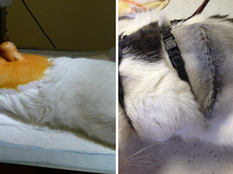 Mushu – operácia postvakcinačného sarkómu