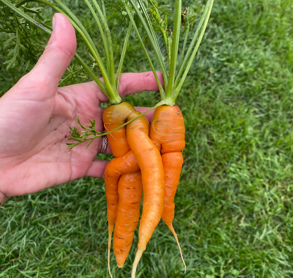 Thumbnail: Workshop ontwerp je eigen moestuin 