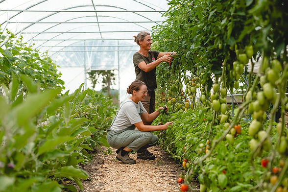 Hester en Juultje snoeien in de kas.jpeg