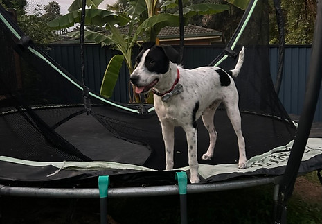 82F0F585-8286-473C-A525-F1500C89728E_1_105_c.jpeg