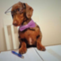 Animal assisted therapy