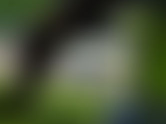 Loni Unser scores two top-5 finishes at Barber Motorsports Park