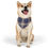 Thumbnail: Blue Plaid Pattern - Pet Bandana Collar 