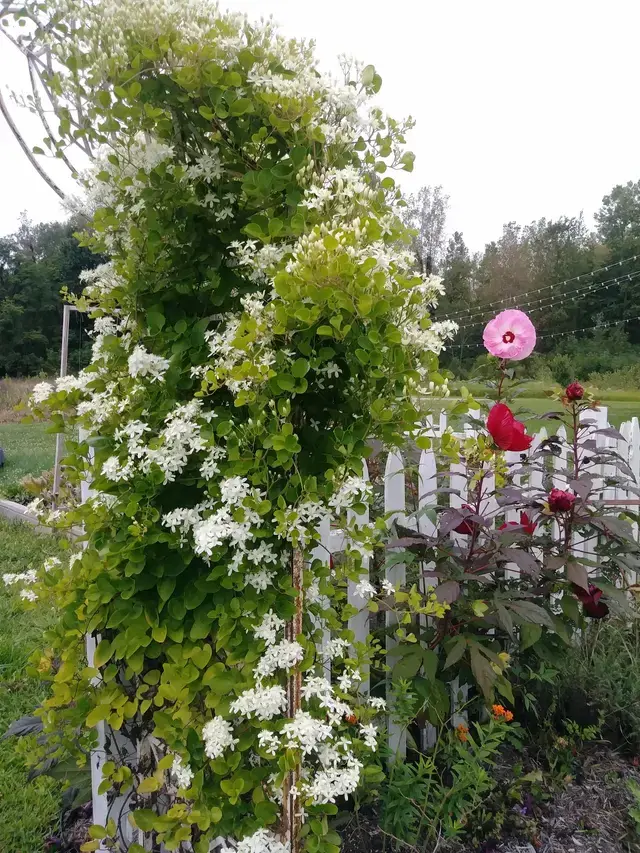 Thumbnail: Elysian Fields