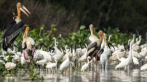 Prek Toal Bird Sanctuary