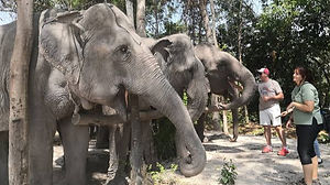 Kulen Elephant Forest