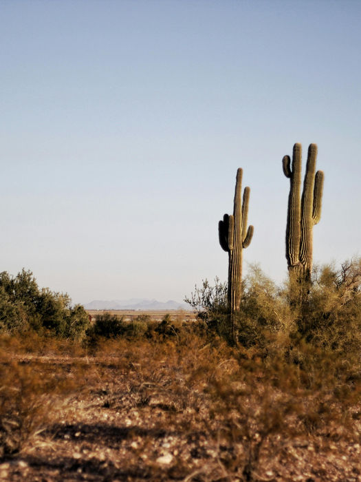 arizona cactus field