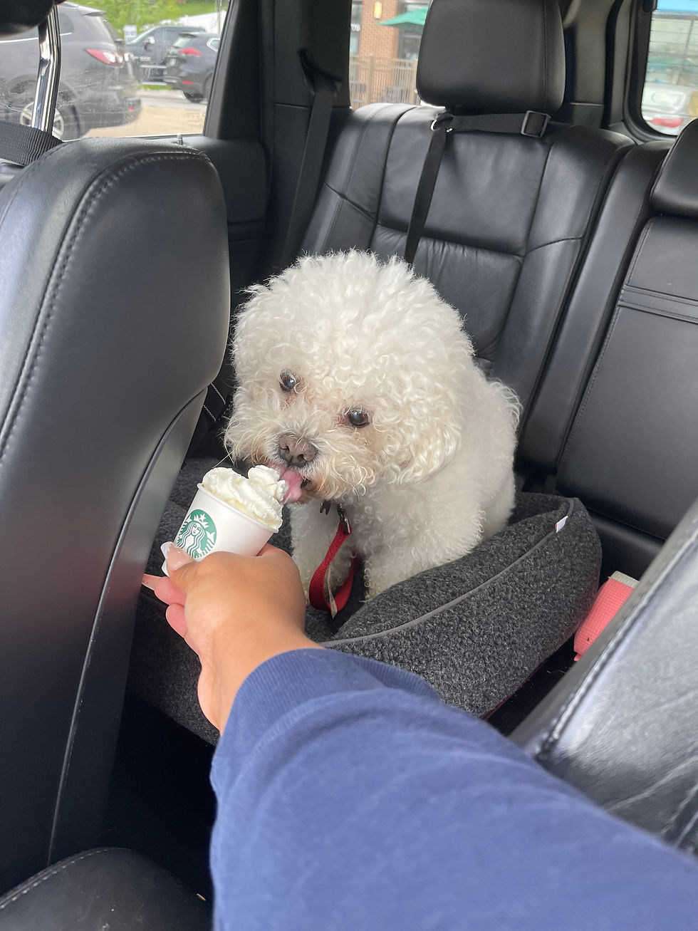 4 Ways I’ve Been Dealing With My Doggie Grief