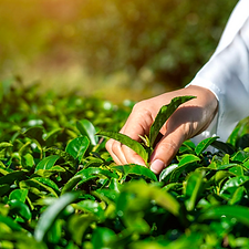 Screenshot 2024-12-22 at 8.21.08 AM.png