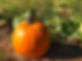 2019pp4.jpg