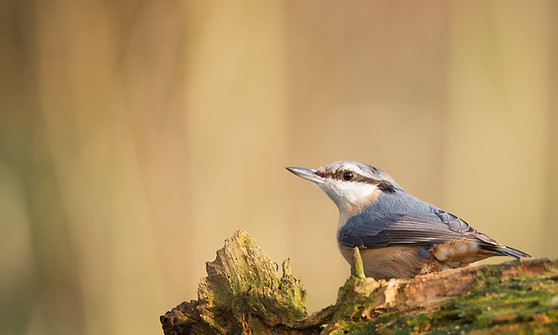 Nuthatch
